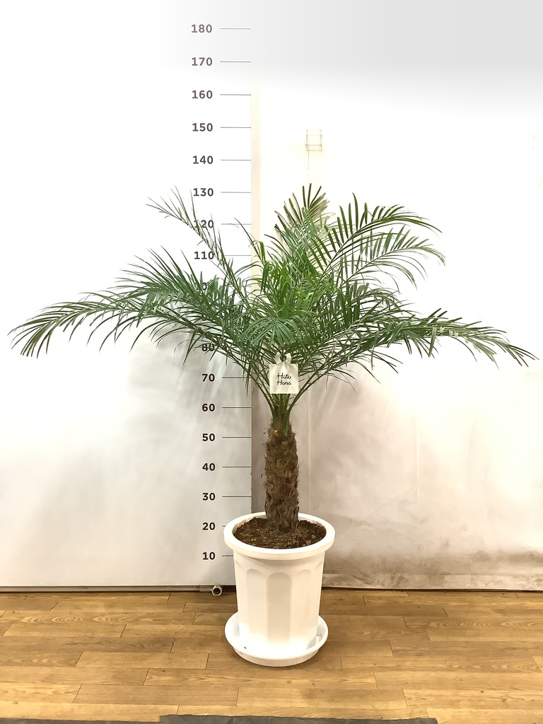 観葉植物 フェニックスロベレニー 10号 プラスチック鉢 | 観葉