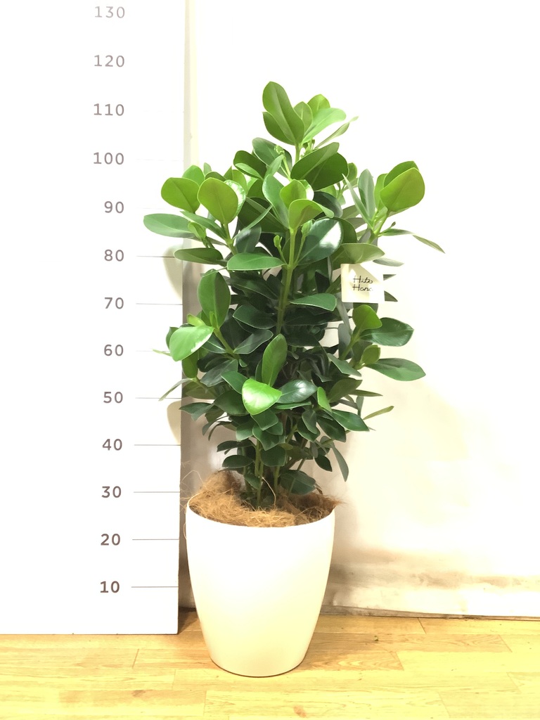 観葉植物 クルシア ロゼア プリンセス 8号 ラスターポット 付き | 観葉