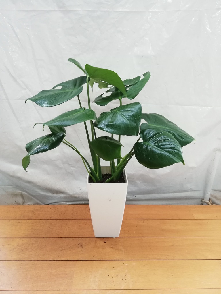 ☆ちょっとステキな モンステラ♪高さ84cm6号鉢2 観葉植物