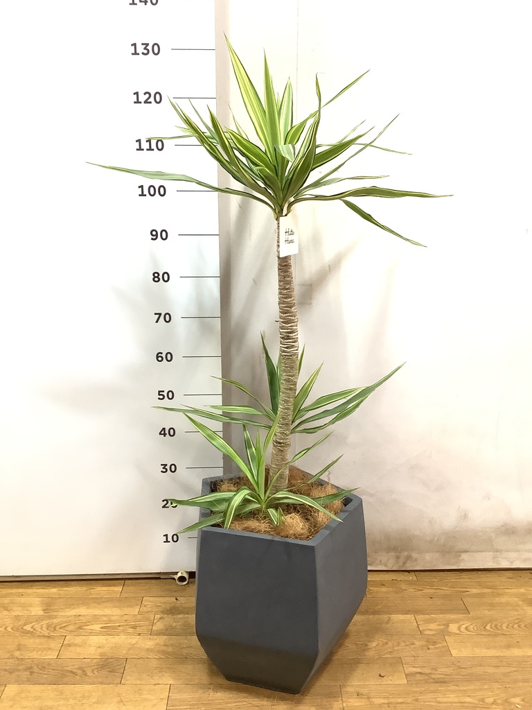 ユッカ 中型 観葉植物 京都 観葉植物 ユッカ（中型サイズ） | 京都 観葉植物シリーズ