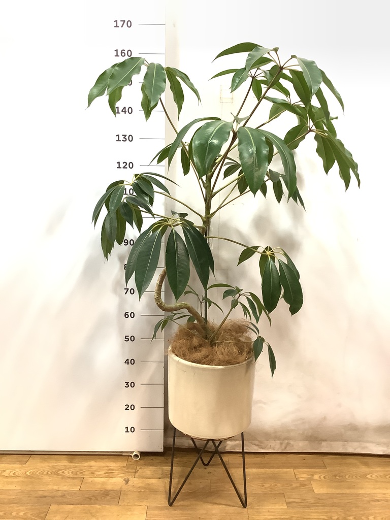 観葉植物 ツピダンサス 8号 曲り ジュピター 黒 付き | 観葉植物