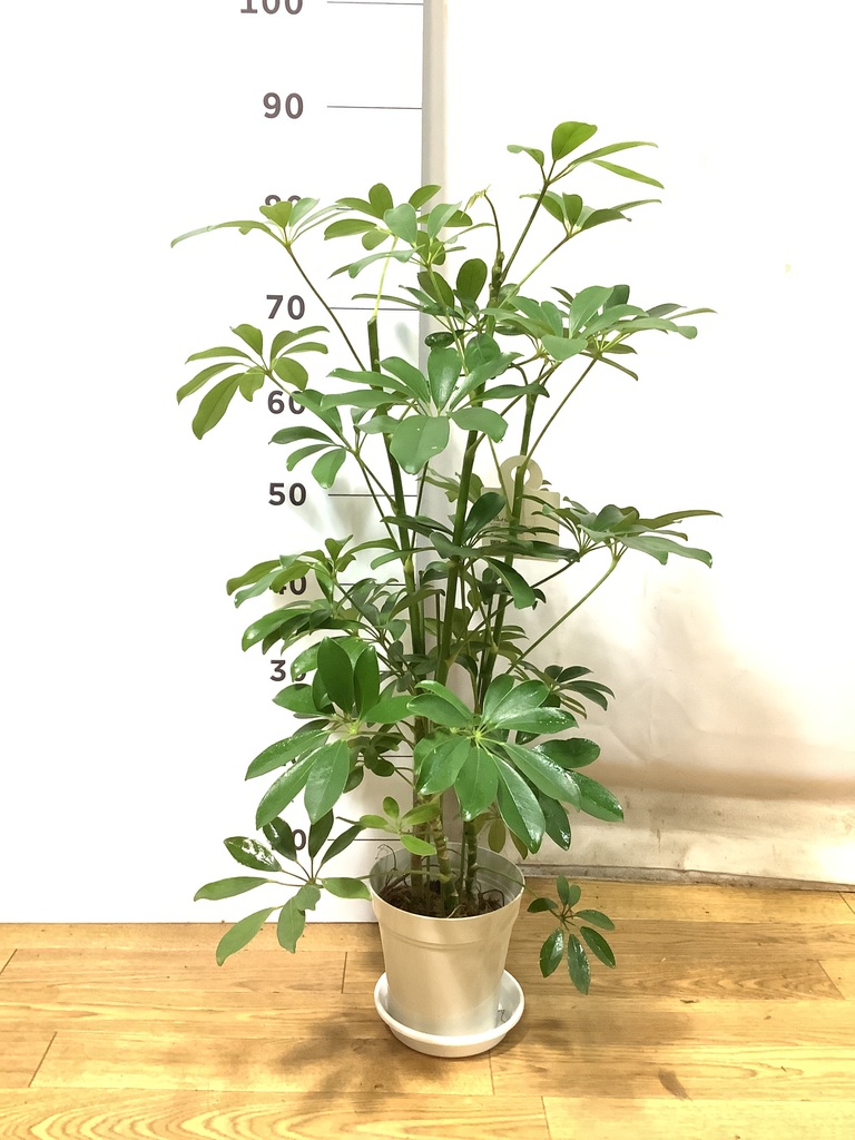 観葉植物 シェフレラ（カポック） 5号 ノーマル プラスチック鉢 | 観葉