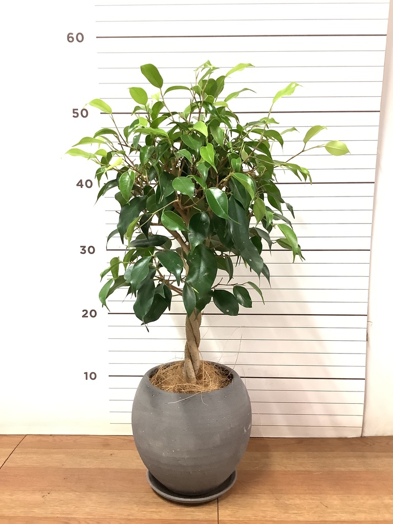 4/5以降発送） 140cm程度　10号鉢　フィカスベンジャミン　人工観葉植物 観葉植物 フィカス ベンジャミン 4号 玉造り エッジ ボール ブラック