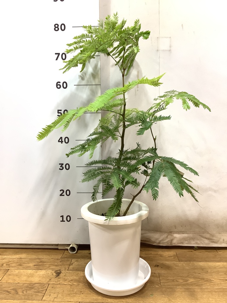 観葉植物 エバーフレッシュ 7号 ボサ造り プラスチック鉢 | 観葉植物