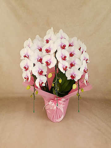 もも大好き商品‼︎ 胡蝶蘭淡ピンク5本立ち・ドリームキャンディ large-flower-pink-9_green.jpg?