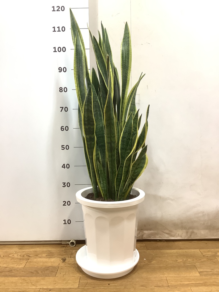 常備浴 10種の植物エキス入り　新品未使用未開封 常備浴 10種の植物エキス入り 新品未使用未開封 常備浴 10