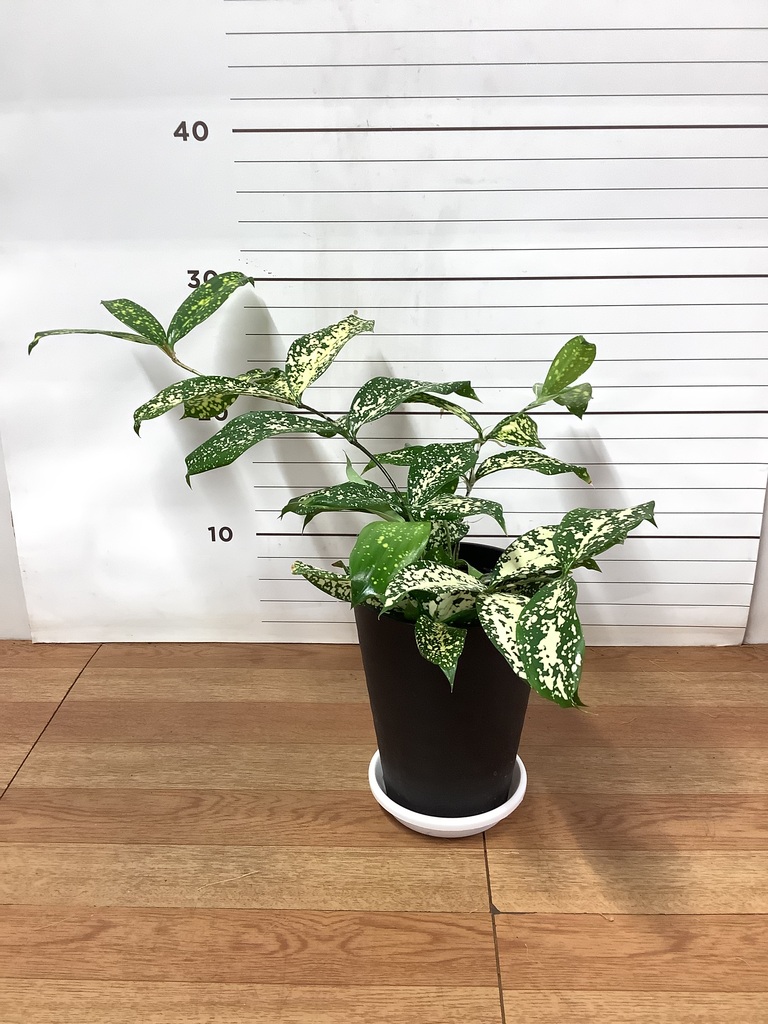 観葉植物 ドラセナ ゴッドセフィアーナ 4号 プラスチック鉢 | 観葉植物