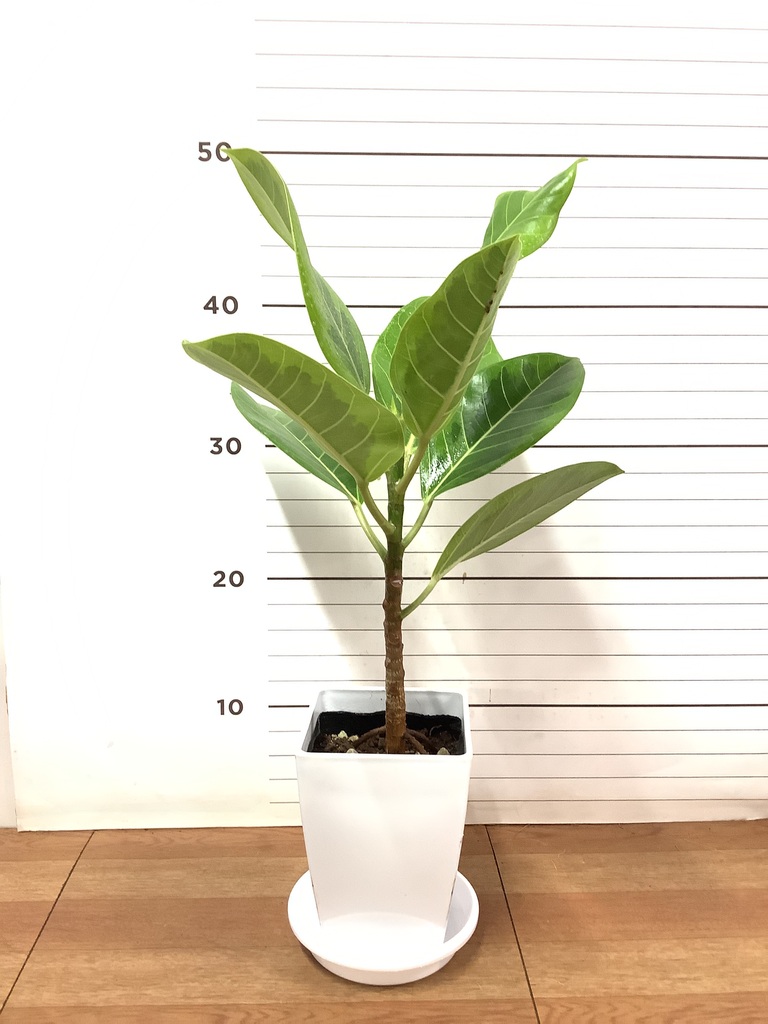 観葉植物 フィカス アルテシーマ 4号 ストレート プラスチック鉢