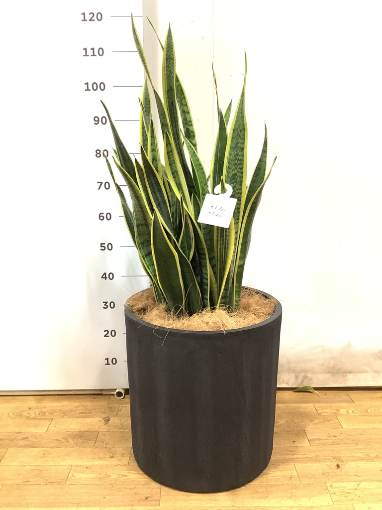 観葉植物 サンスベリア 10号 トラノオ エコストーンLight Gray