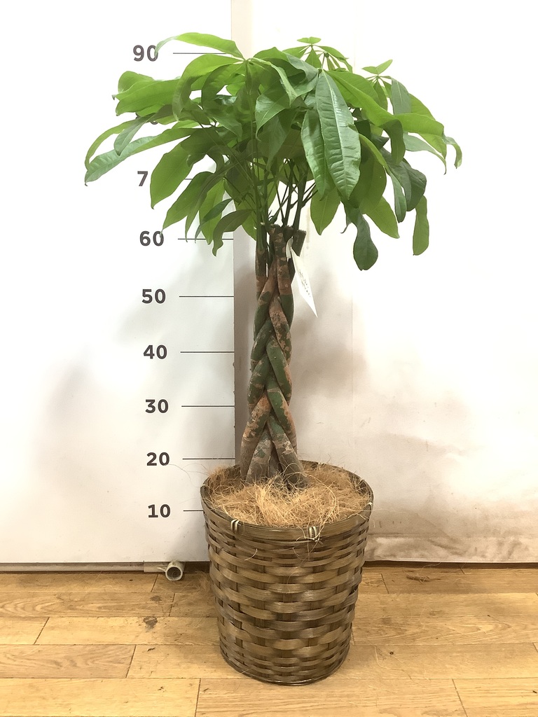 観葉植物 パキラ 7号 ねじり 竹バスケット VK-07付き | 観葉植物