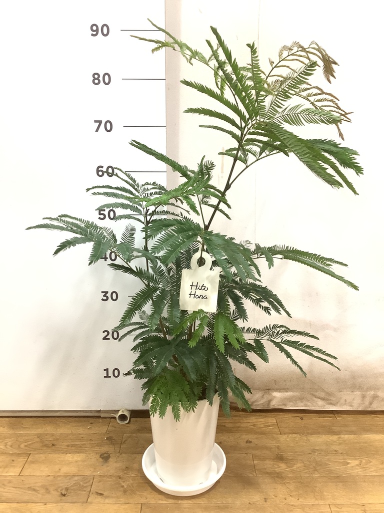 観葉植物 エバーフレッシュ 6号 プラスチック鉢 | 観葉植物なら