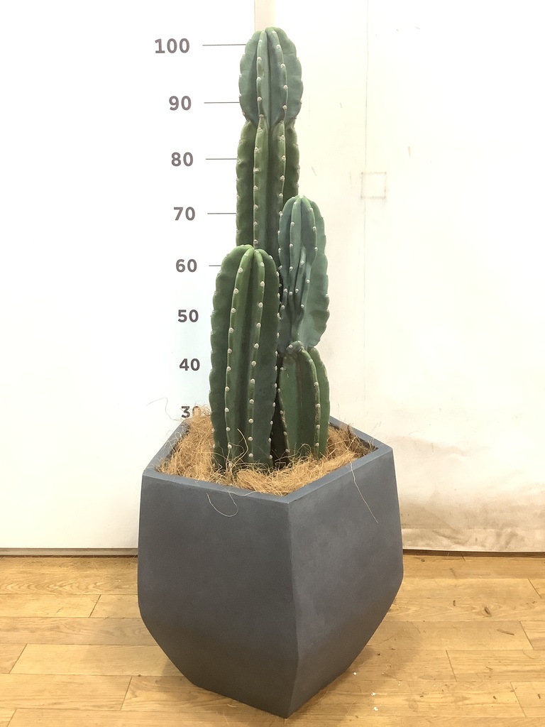 サボテンページ file.jpg