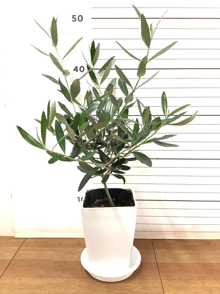 オリーブの木一本立ち 約3メートル 大鉢 観葉植物 オリーブの木 3号 プラスチック鉢 | 観葉植物ならHitoHana