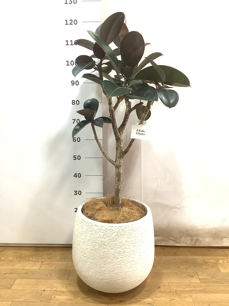 観葉植物 フィカス バーガンディ 8号 ノーマル ラッシュ