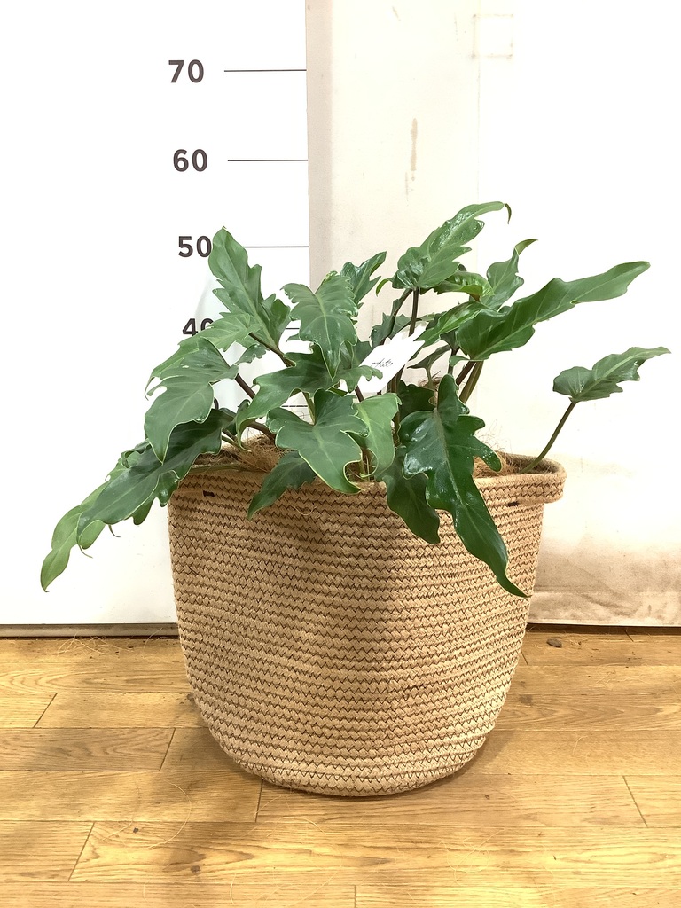 観葉植物 フィロデンドロン 7号 オージー（クッカバラ） サブリナ 白