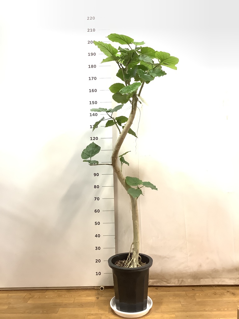 観葉植物 フィカス ウンベラータ 10号 曲がり プラスチック鉢 | 観葉