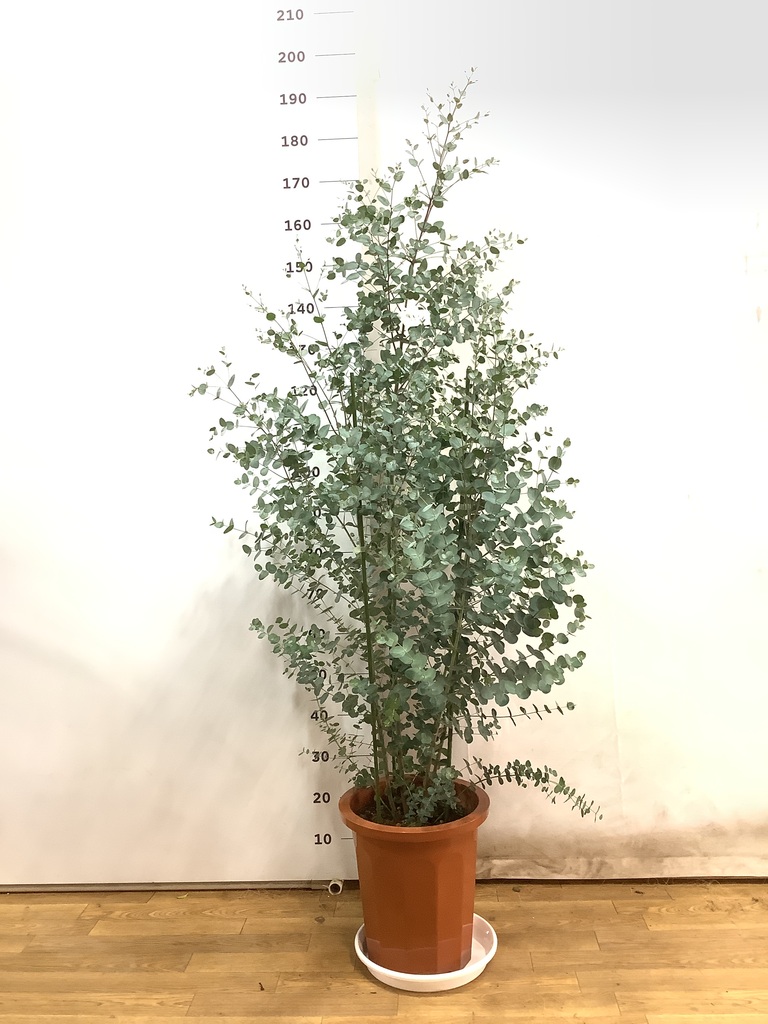 観葉植物 ユーカリ 10号 グニー プラスチック鉢 | 観葉植物なら