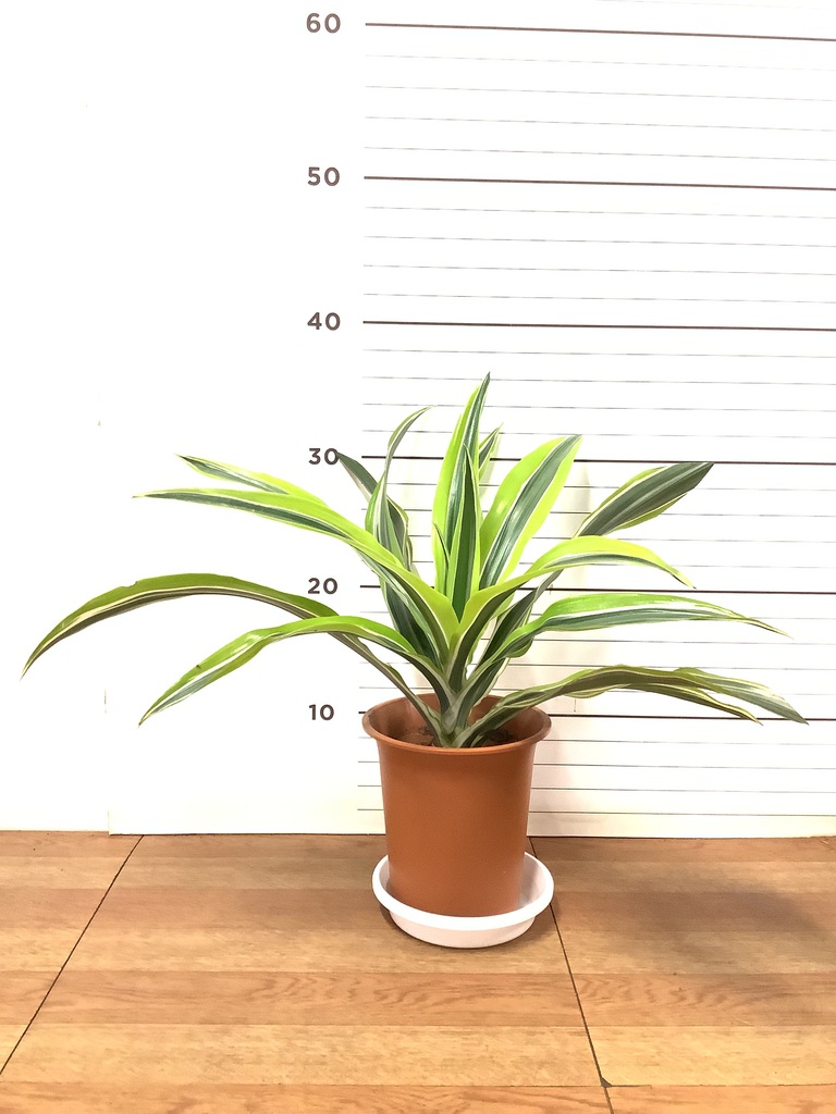 観葉植物 ドラセナ ワーネッキー レモンライム 4号 プラスチック鉢