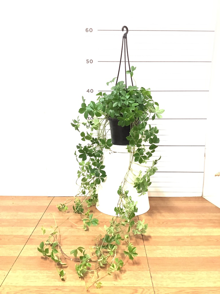 500部限定 100番 FLOWERS SHALL GROW ジュリー・パイク P.willinckii moonlight#vp 本物のピロンピロンを体感せよーー