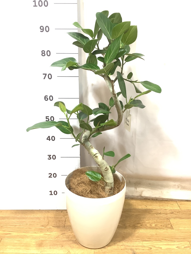 K*i様 フィカス　ベンガレンシス　観葉植物　7号　約110センチ 2 観葉植物】フィカス ベンガレンシス 曲がり 8号 一点モノ