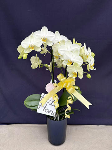 お供え】ミニ胡蝶蘭 ピンク 2本立ち 2WAYボックス | 胡蝶蘭なら