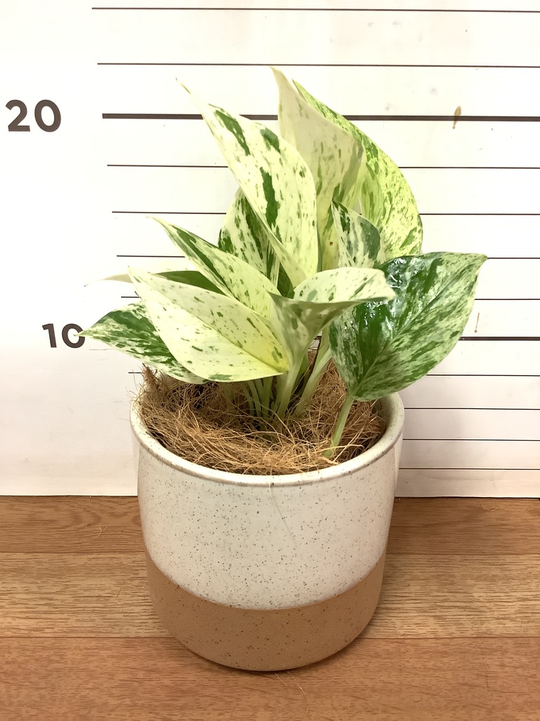 観葉植物 ポトス 3号 斑入り ハンナ11 W 付き | 観葉植物なら