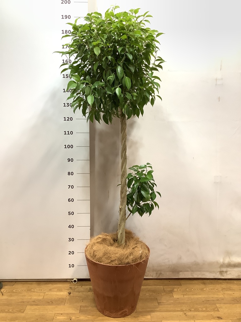 観葉植物 フィカス ベンジャミン 10号 玉造り コーテス ヘックス 灰