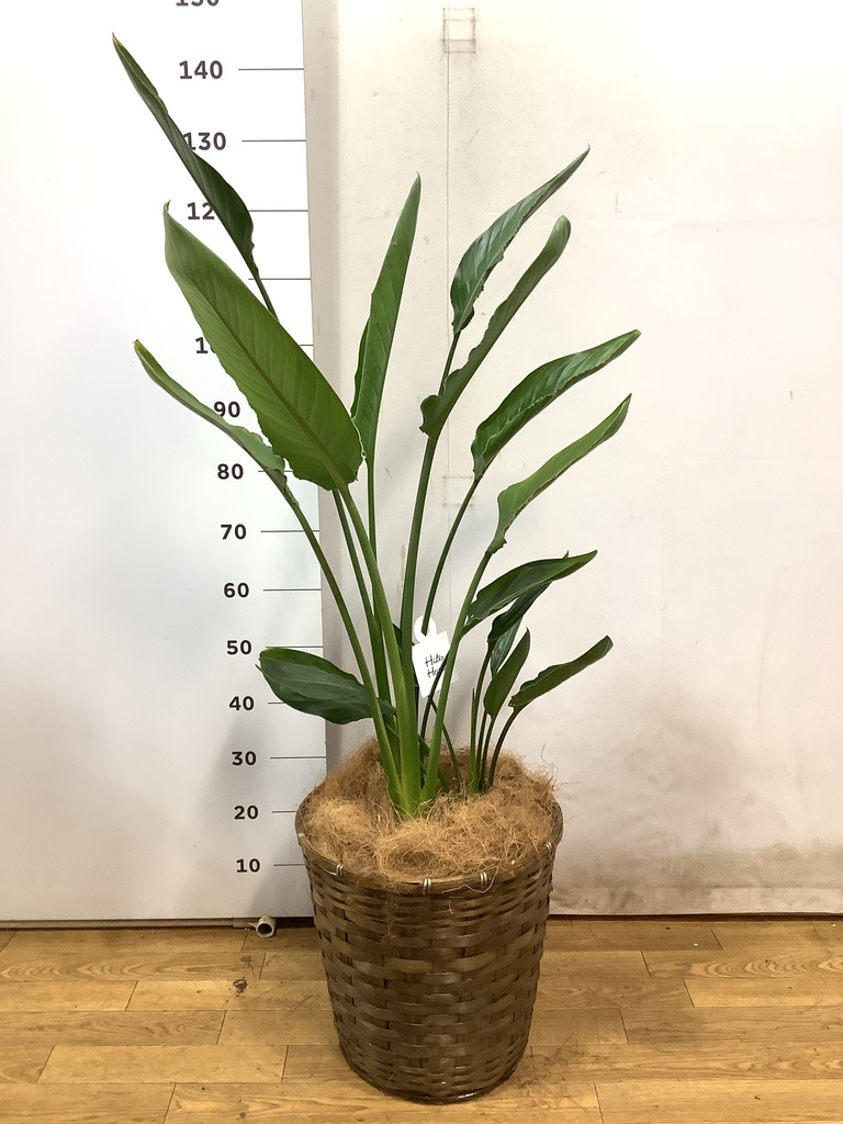ストレチア レギネ 10号 | 観葉植物 | インテリアやギフトに
