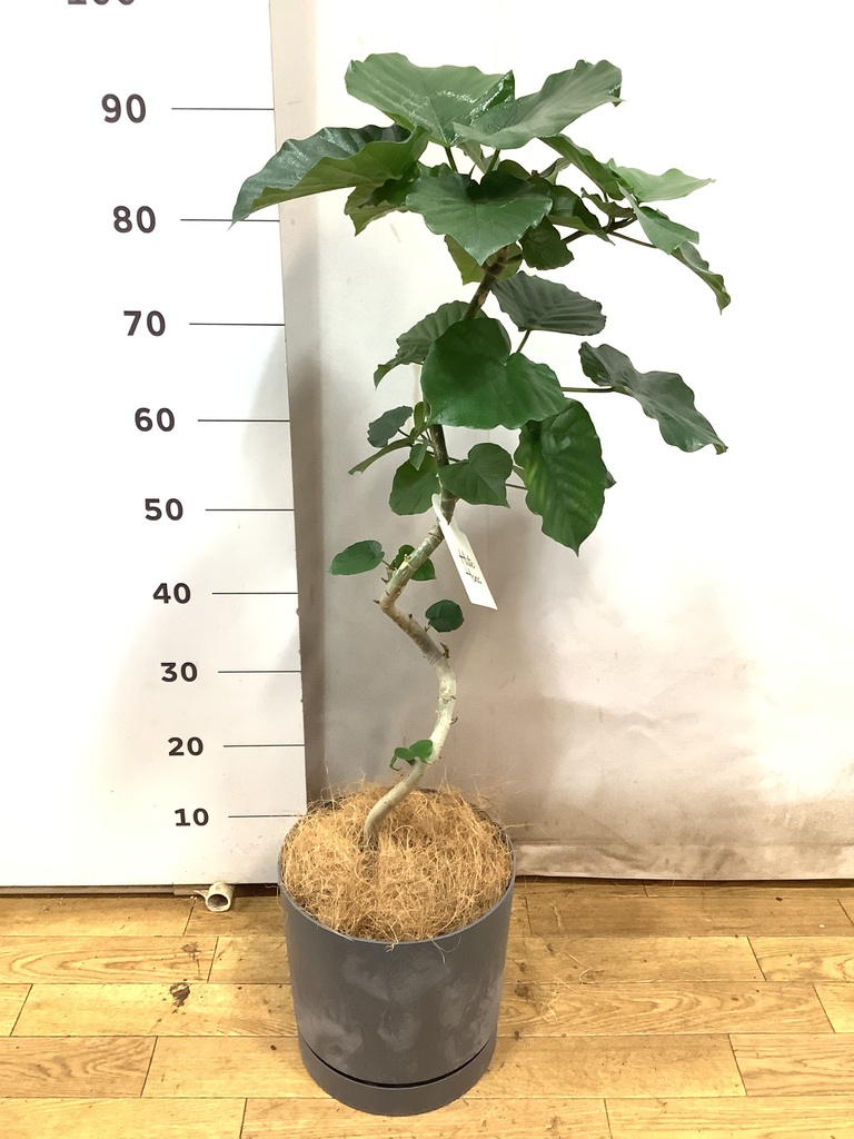 観葉植物 フィカス ウンベラータ 5号 曲り プラスチック鉢
