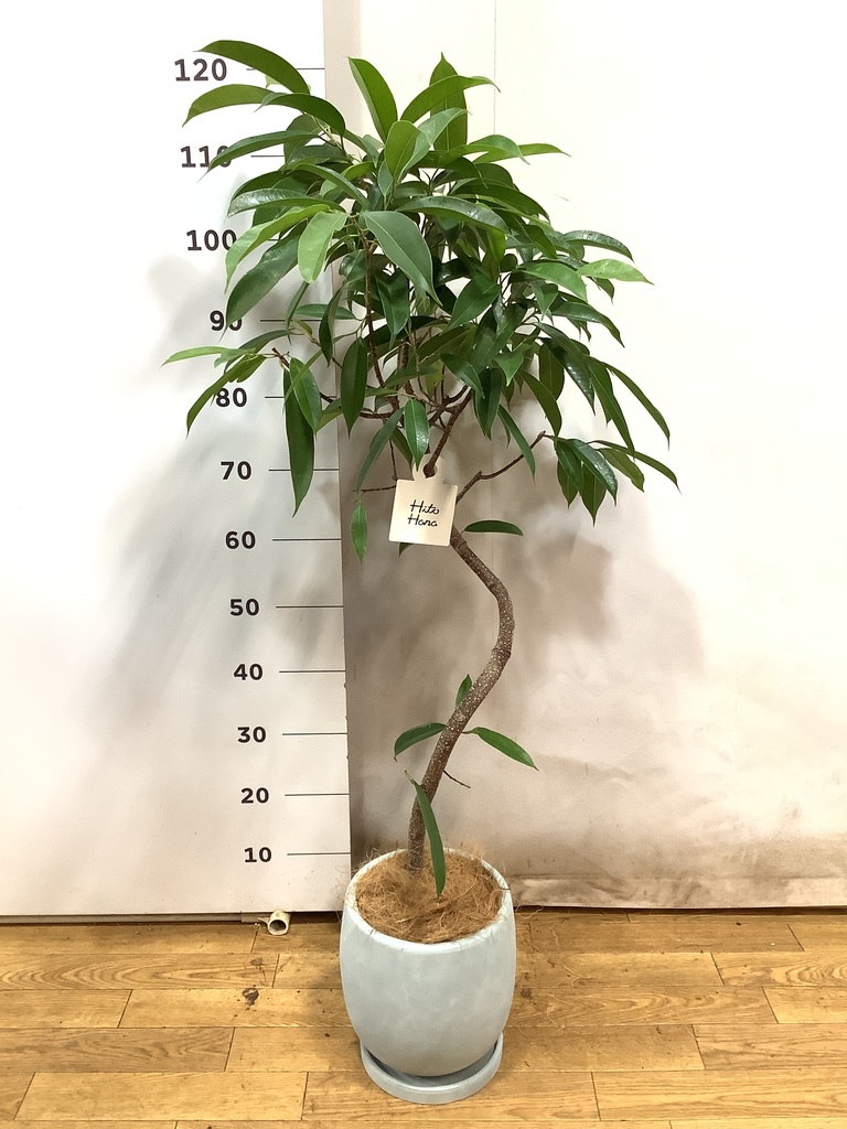 観葉植物 フィカス アムステルダムキング 6号 曲り プラスチック鉢