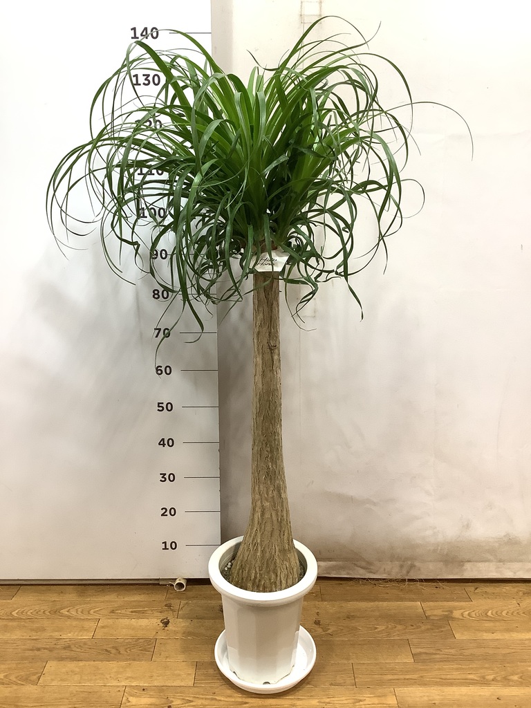 その他観葉植物 ryuki 観葉植物 トックリラン ポニーテール 8号 プラスチック鉢 | 観葉