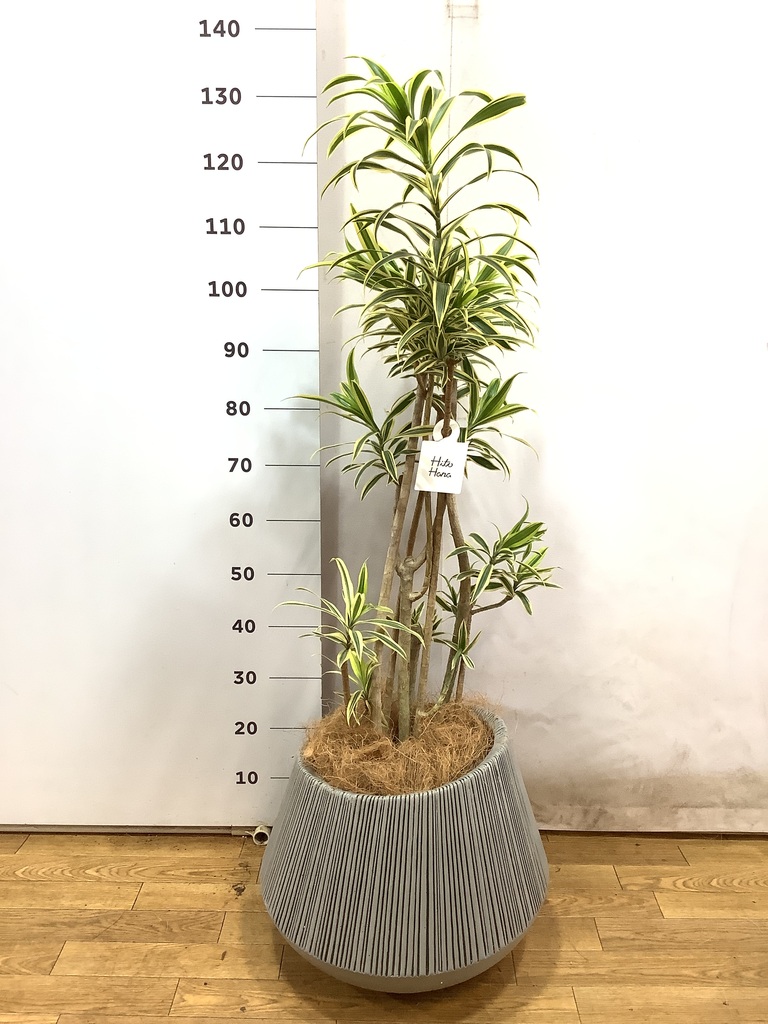 観葉植物 ドラセナ ソング オブ インディア 8号 エディラウンド グレイ