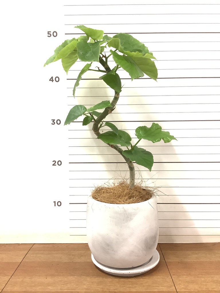 Amazon｜LAND PLANTS 観葉植物 ウンベラータ 白色 プラスチック