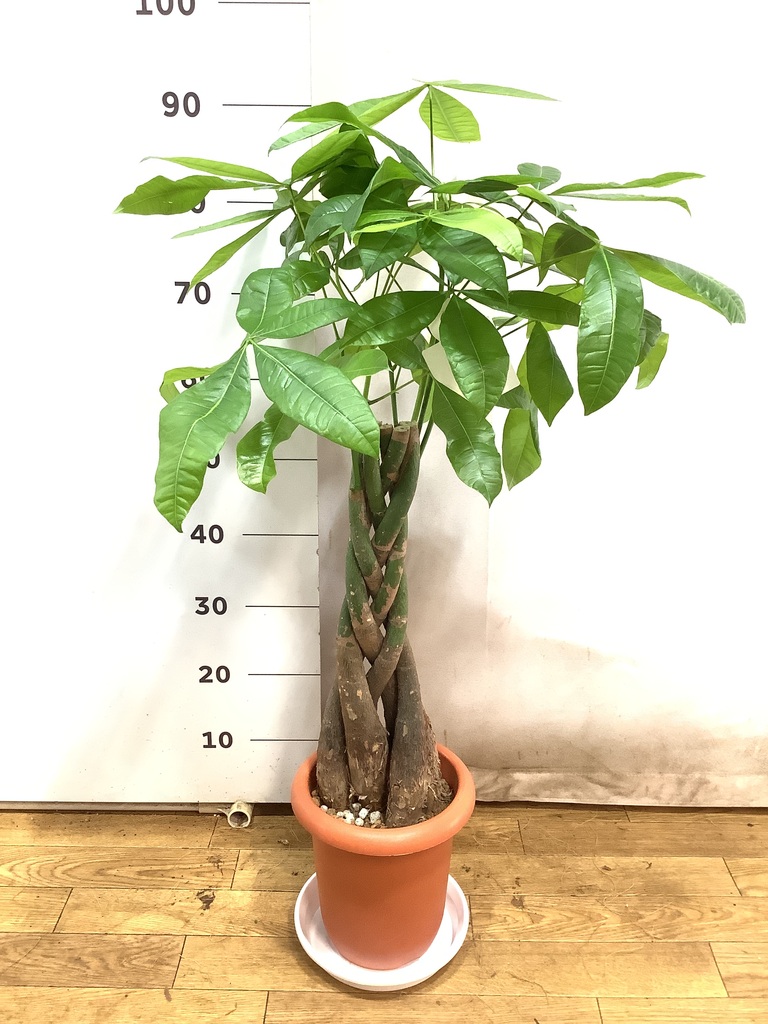 観葉植物 パキラ 7号 ねじり プラスチック鉢 | 観葉植物ならHitoHana