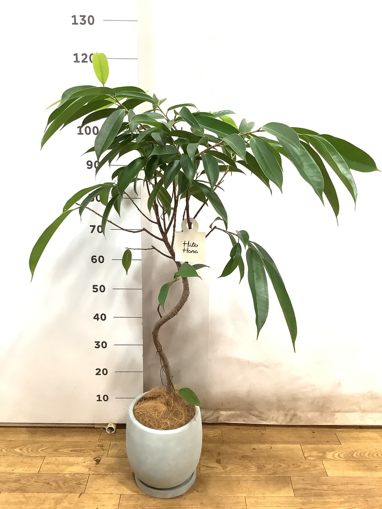 観葉植物 フィカス アムステルダムキング 6号 曲り アイルエッグ