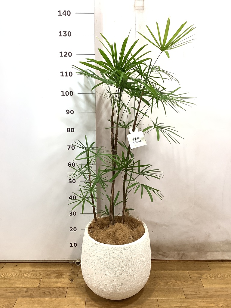 観葉植物 シュロチク（棕櫚竹） 8号 エコストーンwhite 付き | 観葉