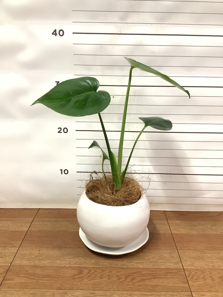 モンステラ 楽天市場】観葉植物 モンステラ7号陶器鉢L(白) 高さ約80cm