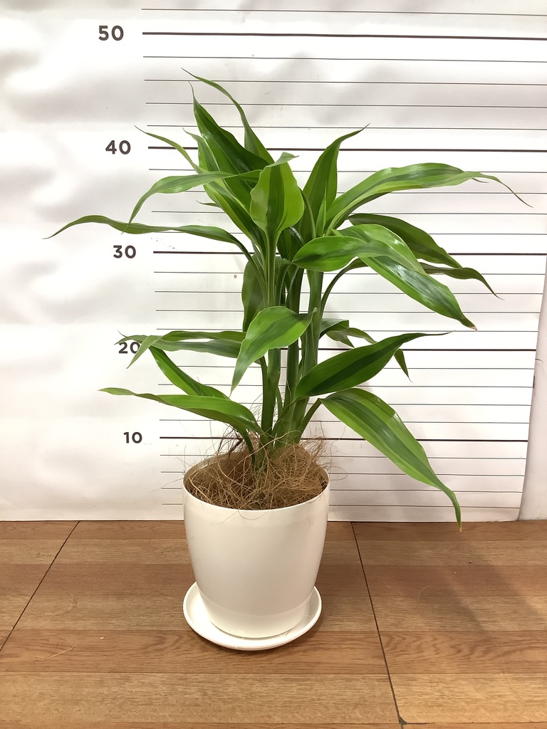 観葉植物 ドラセナ サンデリアーナ 4号 ゴールド ラダ 15 B ベージュ