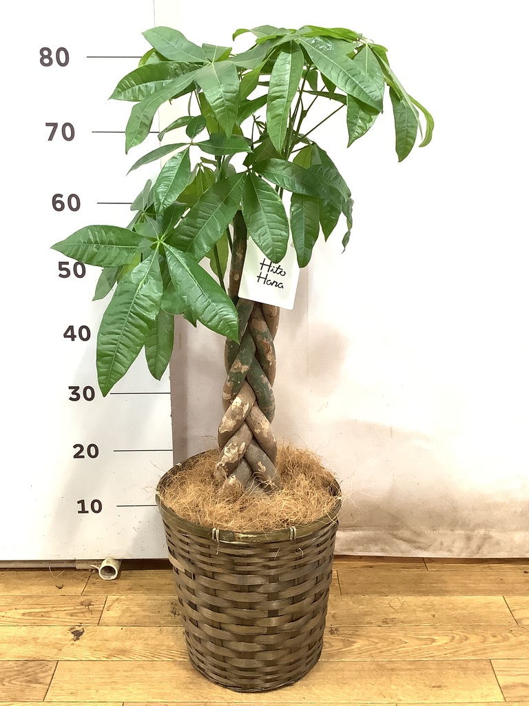 観葉植物 パキラ 7号 ねじり 竹バスケット VK-07付き | 観葉植物