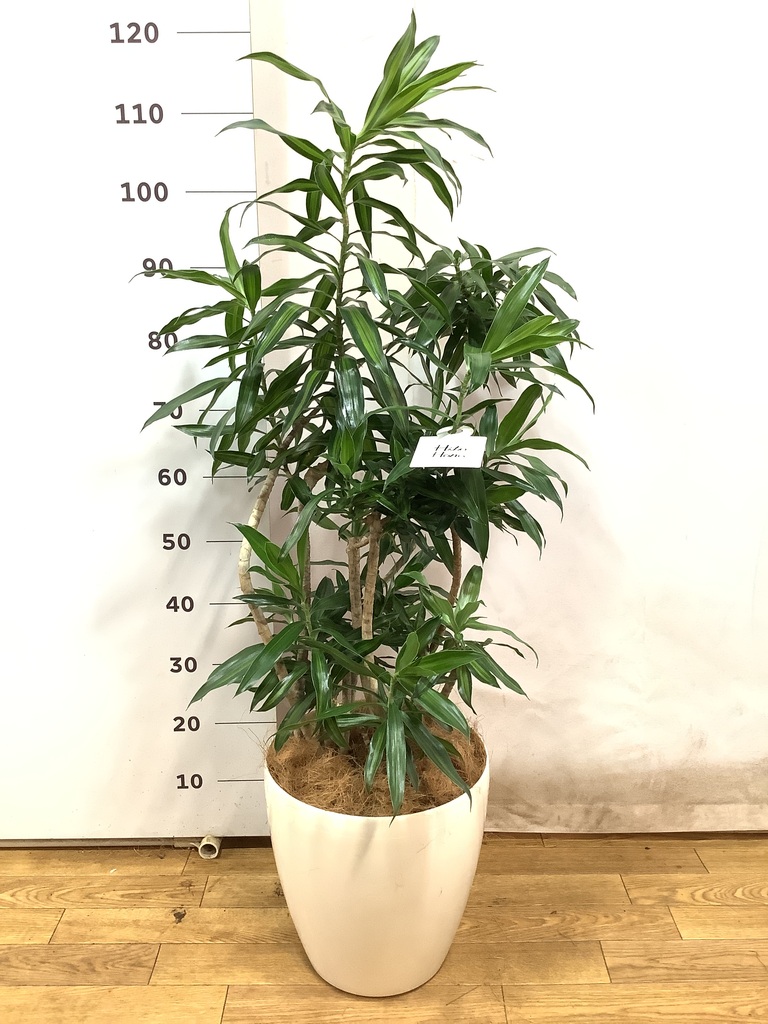 観葉植物 ドラセナ ソング オブ ジャマイカ 8号 ポリゴヘクサ 白
