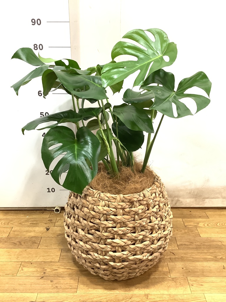 観葉植物 モンステラ 8号 ボサ造り ラッシュバスケット Natural 付き