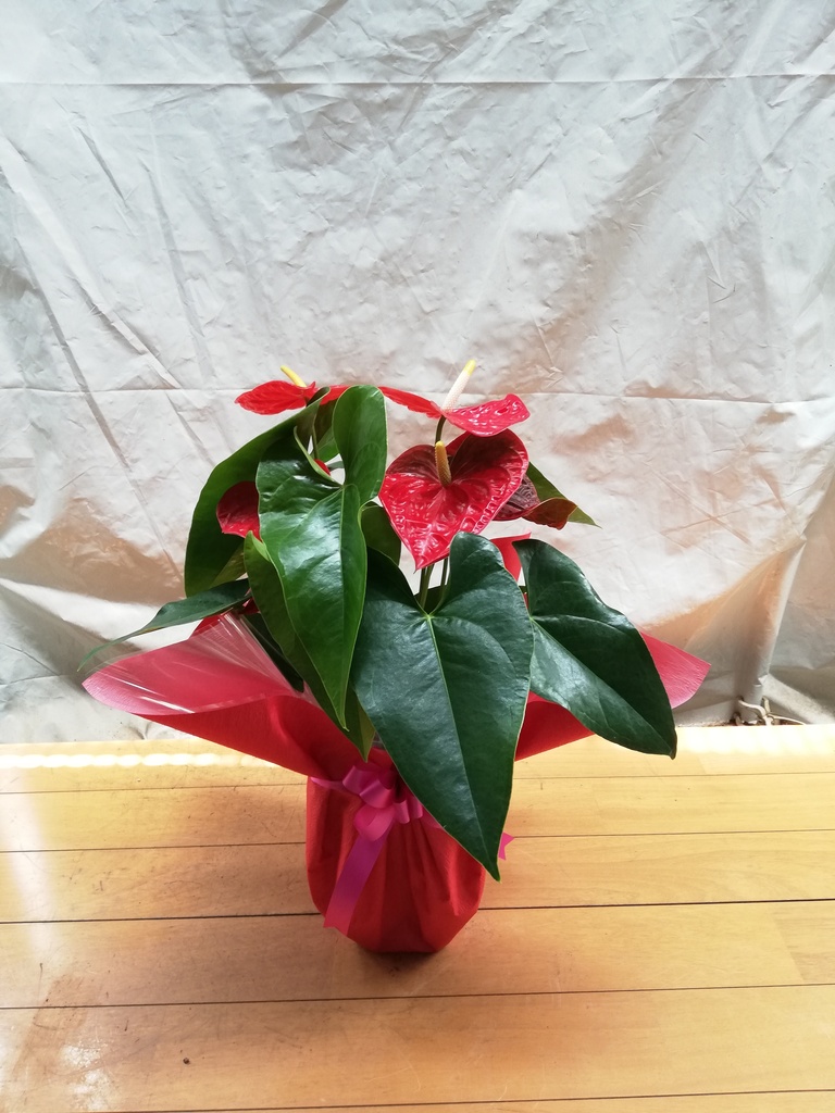 赤と白の花模様 深鉢 観葉植物 アンスリウム 6号 ダコタ 白角鉢 | 観葉植物なら