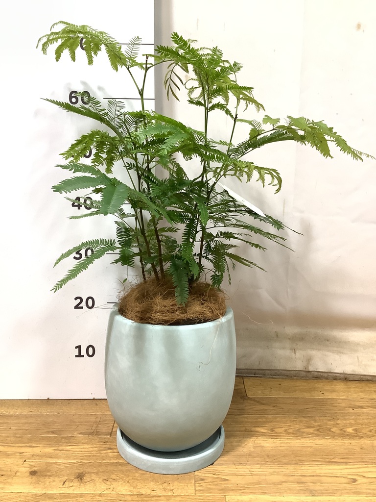 観葉植物 エバーフレッシュ 6号 プラスチック鉢 | 観葉植物なら