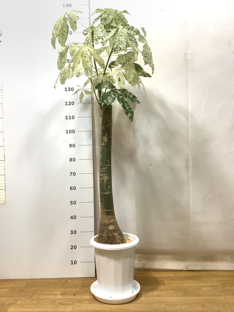 観葉植物 パキラ 10号 朴 斑入り プラスチック鉢 | 観葉植物なら
