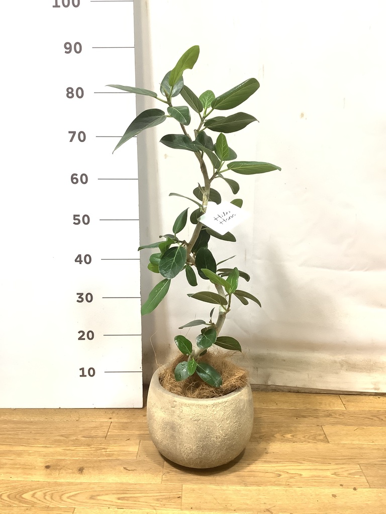 フィカス　ベンガレンシス5 サマーセール]フィカス：ベンガレンシス オードリー 5号鉢植え