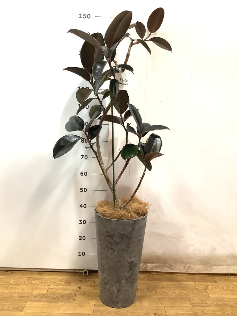 観葉植物 フィカス バーガンディ 8号 曲り アートストーン トール