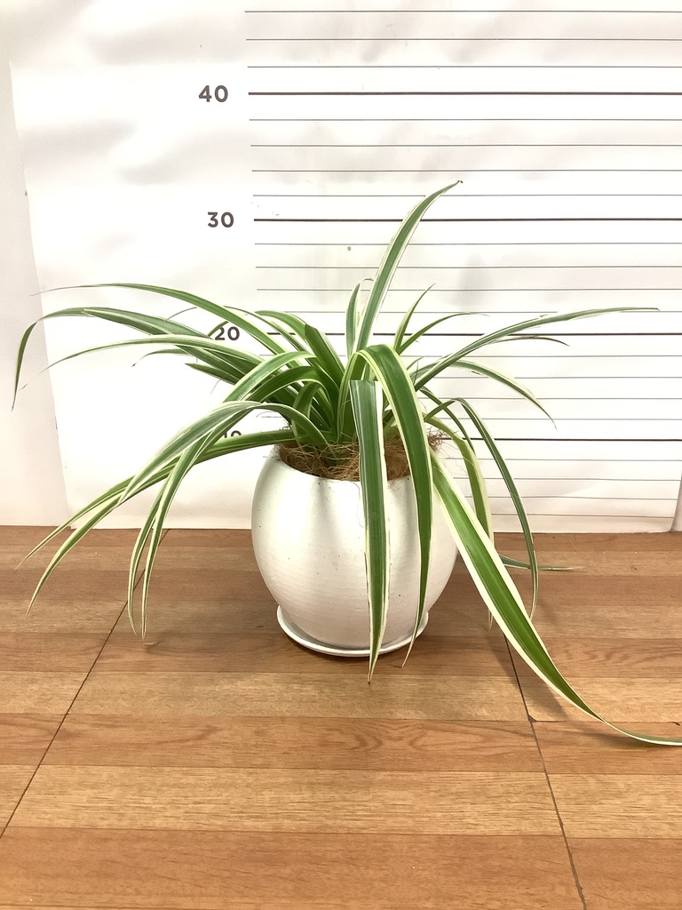 ハンギング植物 オリヅルラン 4号 プラスチック鉢 | 観葉植物なら