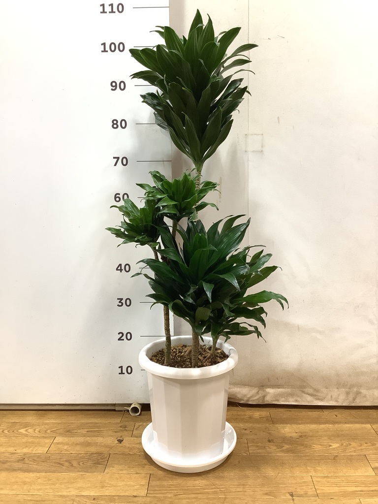 ha7　観葉植物　ドラセナ　マジェンタ　ブラック　8号　陶器鉢　植え込み 観葉植物の販売・ギフトならフラワーコーポレーション / 人工