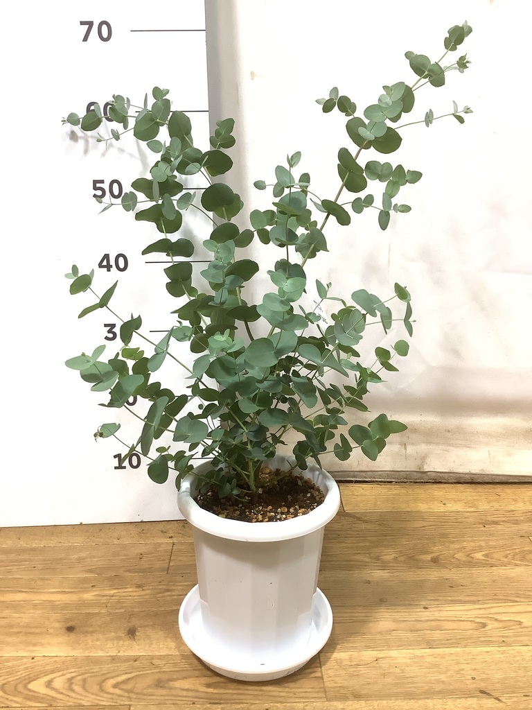 観葉植物 ユーカリ 6号 グニー ボサ造り プラスチック鉢 | 観葉植物
