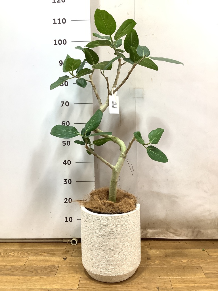 観葉植物 フィカス ベンガレンシス 7号 曲り プラスチック鉢 / 天久